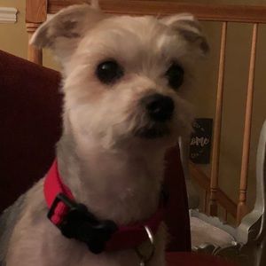 Meet your Posher, Susan